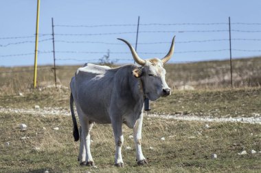 Uzun boynuzlu beyaz inek çorak zeminde duruyor. Cocullo, L 'Aquila, Abruzzo, İtalya yakınlarında parlak bir ışıkta vuruldu.