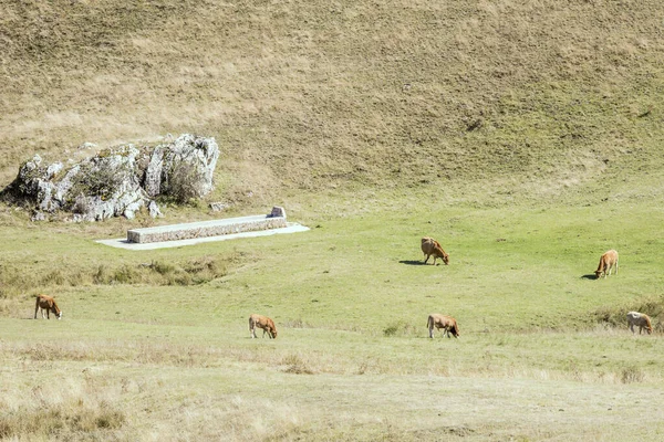 Paisaje Con Vacas Pastando Suaves Laderas Verdes Bebedero Filmado Con — Foto de Stock