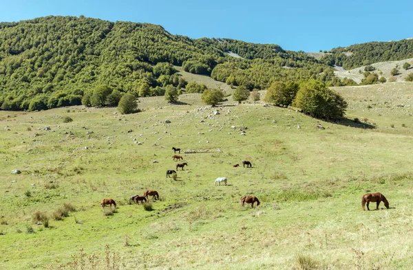 意大利阿布鲁佐 拉奎拉 戈迪关口 马群在柔和的绿色斜坡上放牧的风景 — 图库照片