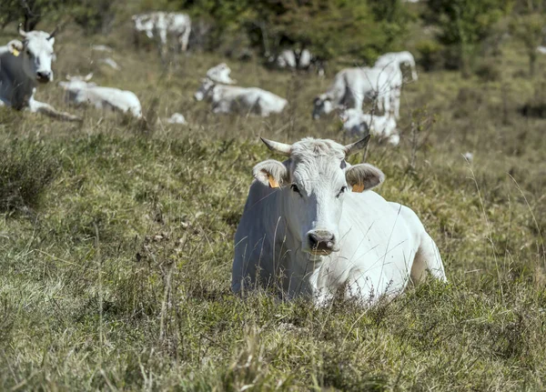 緑の芝生の上の白い牛 ペスカセロリの近くの明るい光で撮影 ラクイラ アブルッツォ イタリア — ストック写真