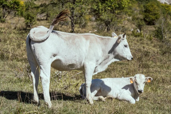 緑の草の上に若い白い牛と子牛 ペスカセロリの近くに明るい光で撮影 ラクイラ アブルッツォ イタリア — ストック写真