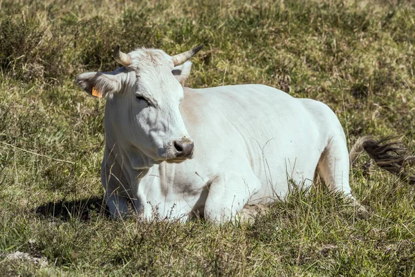 白い牛は緑の草の上に横たわり ペスカセロリ ラクイラ アブルッツォ イタリアの近くの明るい光で撃たれました — ストック写真