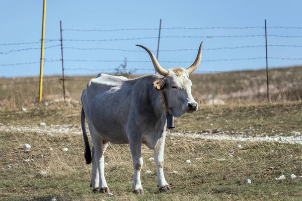 Vache Blanche Avec Longues Cornes Debout Sur Terrain Stérile Tourné — Photo