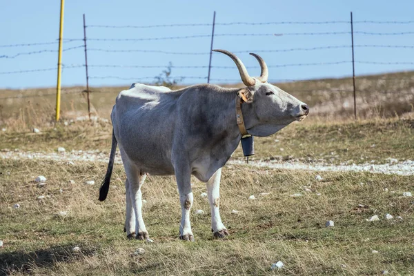 Vache Blanche Cornes Longues Avec Cloche Vache Debout Sur Terrain — Photo