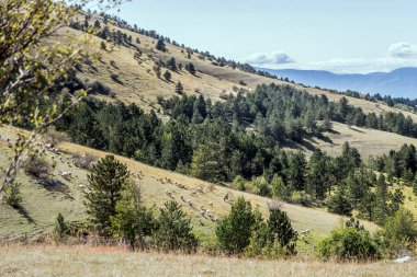 Assergi, L 'Aquila, Abruzzo, İtalya yakınlarındaki parlak ışıkta vurulan San Fransisco nehir vadisinin yeşil yamacında büyük koyun sürüleri.