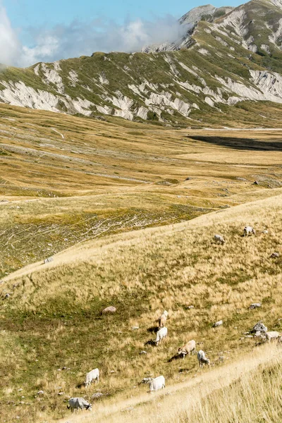 Paisagem Com Vacas Pastando Encostas Estéreis Campo Imperatore Filmado Luz — Fotografia de Stock