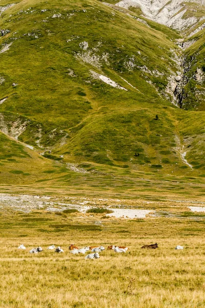 Paysage Avec Troupeau Vaches Couché Sur Herbe Sous Pente Stérile — Photo