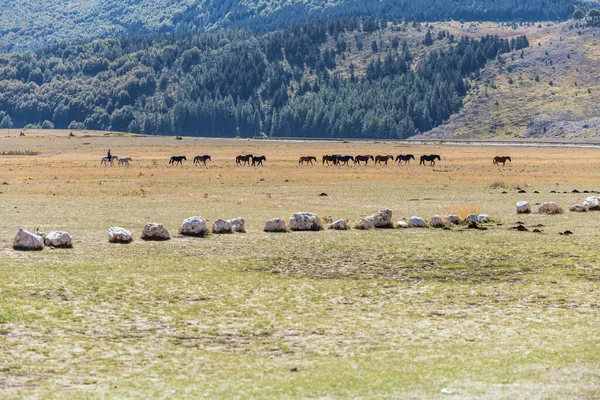 Fonte Vetica Italie Septembre 2020 Paysage Avec Troupeau Chevaux Avec — Photo