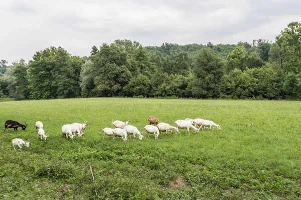 Ziegenherde Der Grünen Landschaft Des Olona Tals Der Nähe Von — Stockfoto