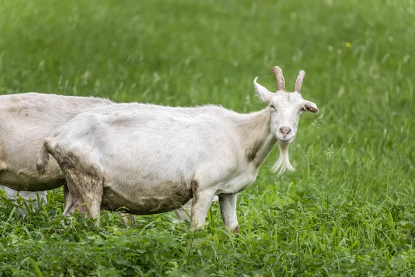 Chèvre Dans Champ Herbe Campagne Verte Vallée Olona Tourné Été — Photo