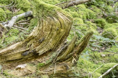 Oppenau, Renchtal, Black Forest, Baden Wuttenberg, Almanya yakınlarında yaz aylarında çekilen yeşil yosunlu çalılıkların ayrıntıları.