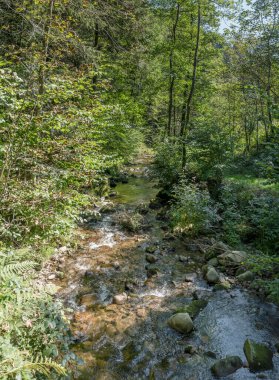 Oppenau, Renchtal, Black Forest, Baden Wuttenberg, Almanya 'da yaz aylarında çekilen yeşil çalılıkların arasında akan küçük bir dere.