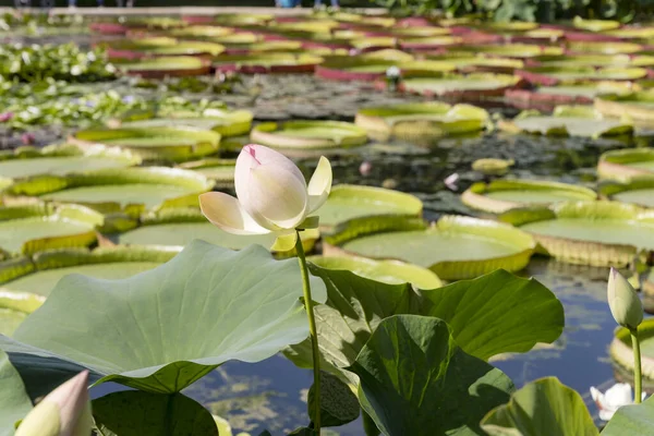 Parktaki gölde çiçek açan nilüfer çiçeği tomurcuğunun kapanışı, Almanya 'nın Stuttgart şehrinde parlak yaz ışığında çekilen
