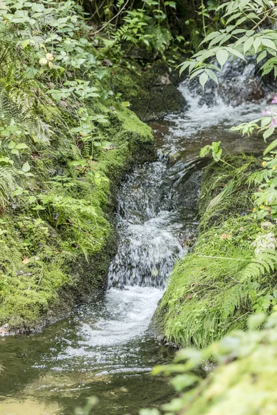 Malý Potok Tekoucí Zeleném Podrostu Zastřelen Létě Oppenau Renchtal Black — Stock fotografie