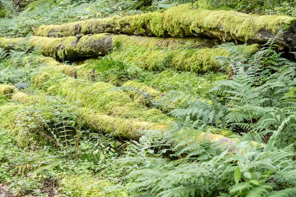 Detail Underbush Green Moss Heap Logs Shot Summer Oppenau Renchtal — Stock Photo, Image