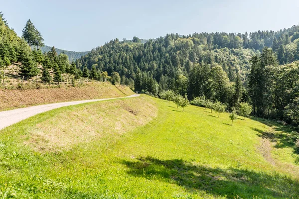 Krajobraz Wiejską Drogą Zielonej Polanie Wśród Lasów Nakręcony Latem Pobliżu — Zdjęcie stockowe