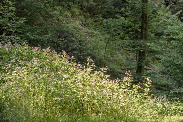 Lumière Soleil Brille Sur Les Fleurs Sauvages Sous Bois Sombre — Photo