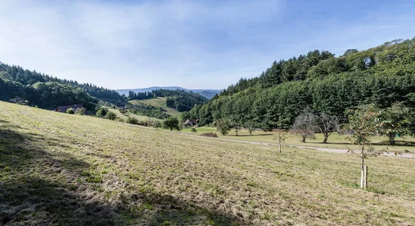 Landscape Fruit Trees Green Glade Slope Woods Shot Bright Summer — Stock Photo, Image