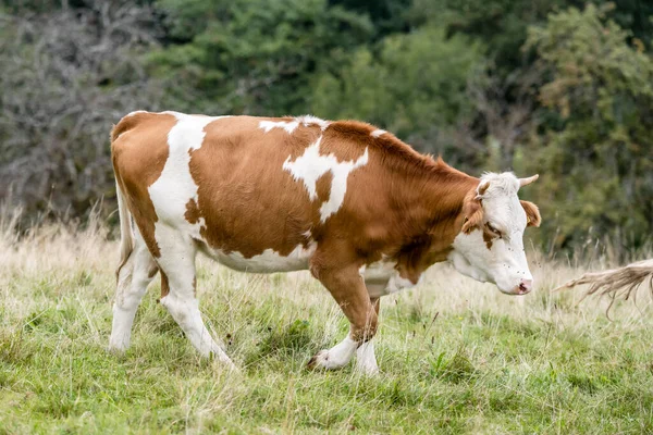 Vaca Moteada Joven Sobre Hierba Verde Disparada Luz Verano Cerca —  Fotos de Stock