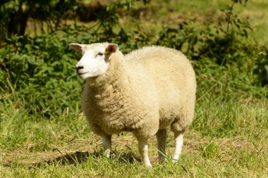 abbey Park 02, lacock koyun