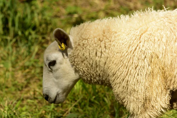 Schafsporträt im Abteipark, lacock — Stockfoto