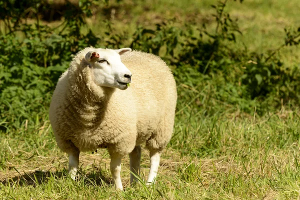 Schafe im Abteipark 01, lacock — Stockfoto