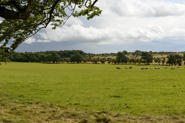 Herd in Somerset countryside — Stock Photo, Image