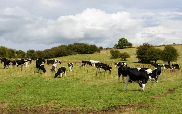 Pâturage des vaches dans la campagne du Somerset — Photo