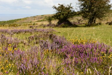 Exmoor çiçekler ve Bristol kanalı