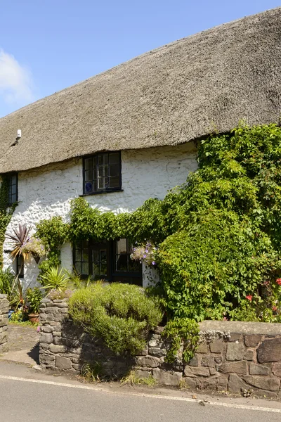 Vine on straw roof cottage at Porlock Weir, Somerset — Stock Photo, Image