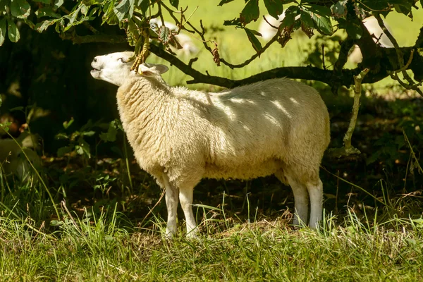 Schafe im Abteipark, lacock — Stockfoto