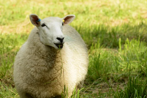 Schafe im Abteipark, lacock — Stockfoto