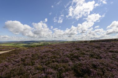 Heather alan ve tepelik ülke, Exmoor 