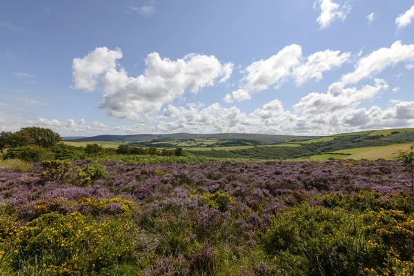 Heather field and hilly countryside, Exmoor — Stock Photo, Image