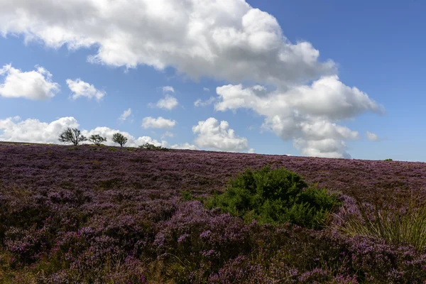 Campo de brezo y nubes brillantes, Exmoor —  Fotos de Stock