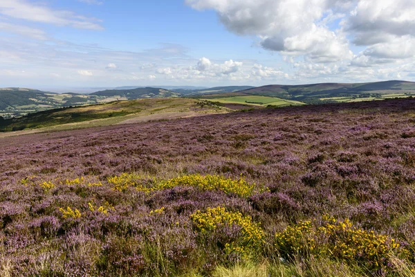 Brezo floreciente en páramo, Exmoor — Foto de Stock