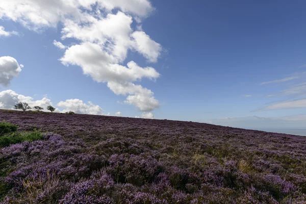 Colina de brezo en páramo, Exmoor —  Fotos de Stock