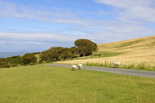 Schapen op een weg in de moor, Exmoor — Stockfoto