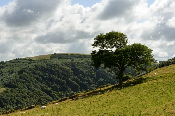 Pecore su un ripido pendio nella brughiera, Exmoor — Foto Stock