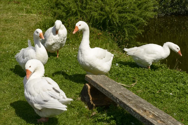 Gansos en Trethwy, Cornwall — Foto de Stock