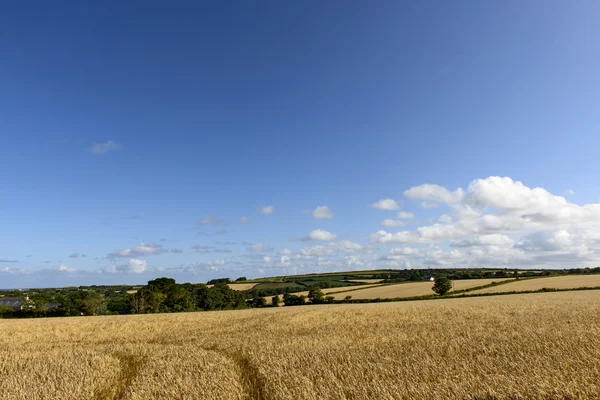 Grain fields near Leedston, Cornwall — Stock Photo, Image