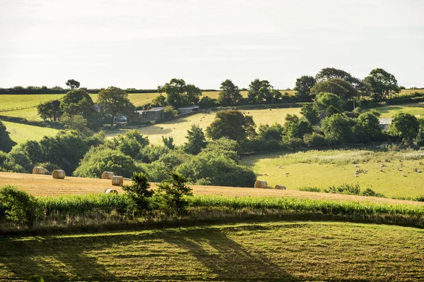 Campagna collinare lussureggiante vicino Looe, Cornovaglia — Foto Stock