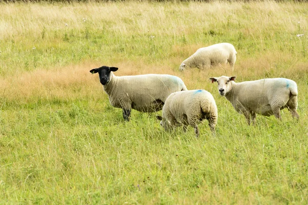 Fåren betar i cornwall — Stockfoto