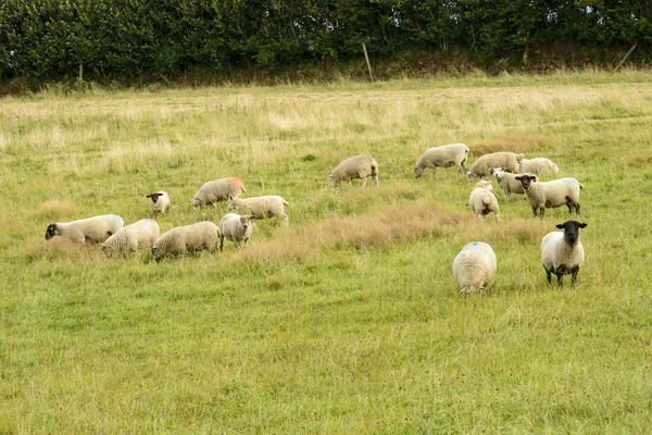 Rebanho de ovelhas pastando na Cornualha — Fotografia de Stock