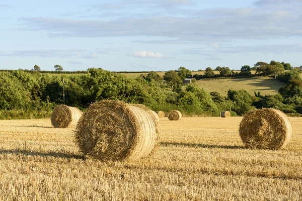 Mısır sheaves ve tepelik kırsal, Cornwall — Stok fotoğraf