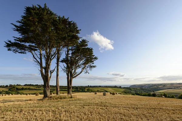 Bomen en stoppels Looe kust, Cornwall — Stockfoto