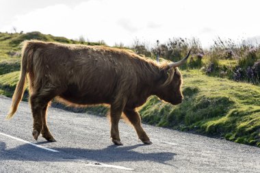 higland sığır yolda, Dartmoor