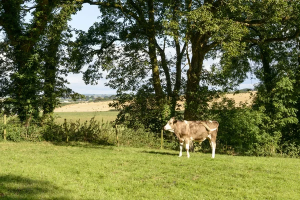 Bullock pastoreio em Cornwall campo perto de Looe — Fotografia de Stock