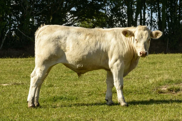 Pâturage de taureaux blancs dans la campagne du Devon près de North Bovey — Photo