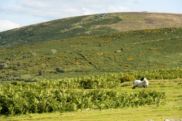 Ovejas en el páramo, Dartmoor —  Fotos de Stock